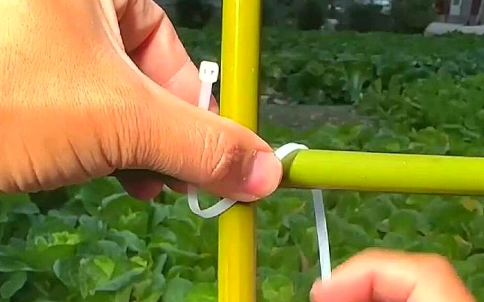 Greenhouse frame installation reference using a white cable tie on support tubing