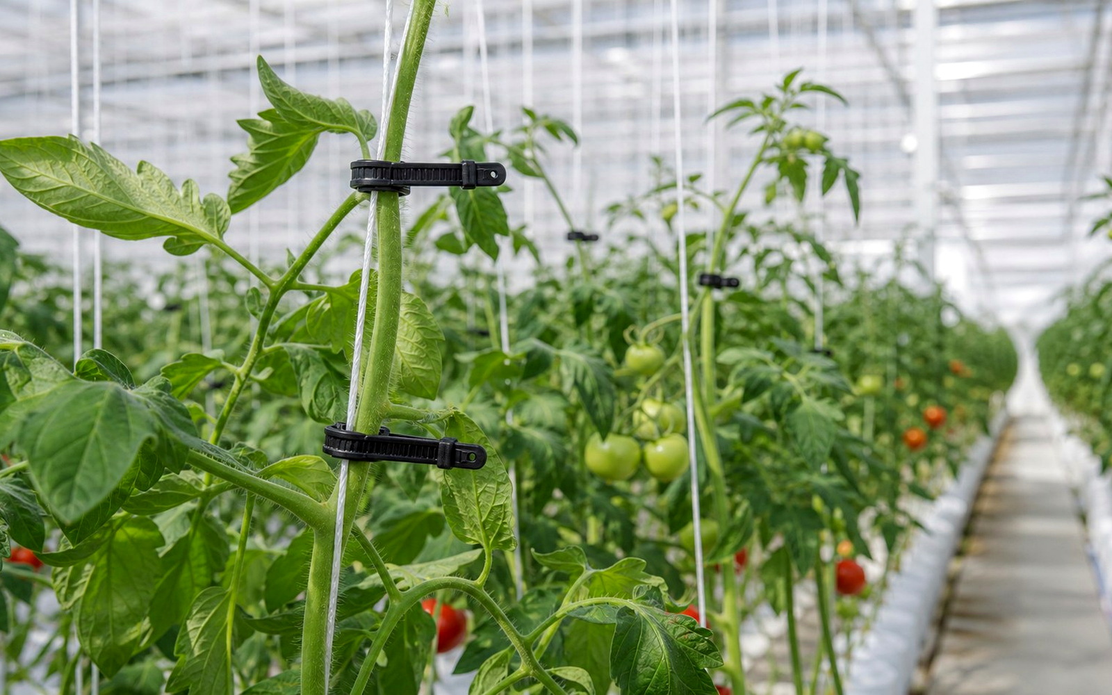 Greenhouse tomato support reference showing support strings and tie points