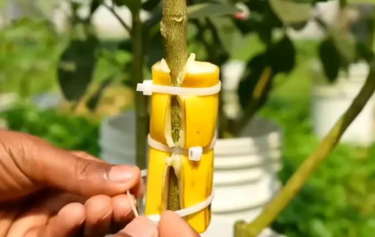 White cable tie supporting a garden plant branch with protective spacer and support stick